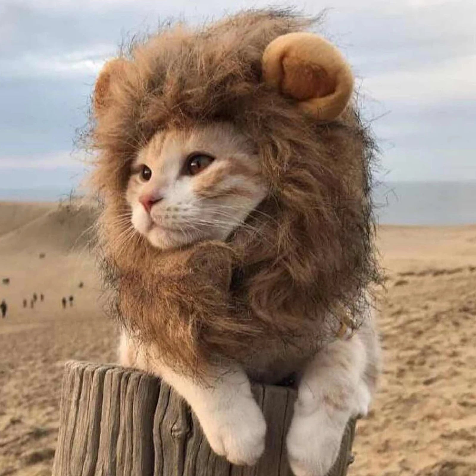 Lion Mane Pet Hat – Transform your pet into a majestic lion for parties, cosplay, or just for fun